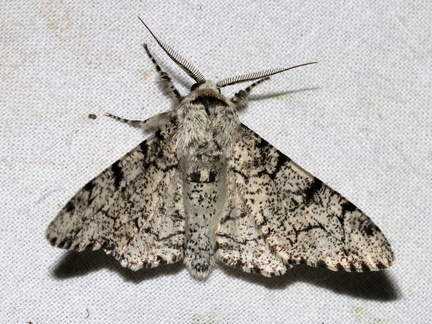 Biston betularia Valdeblore-Nt 2022-07-02 090