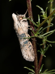 Cucullia absinthii Valdeblore-Nt 2022-07-02 025