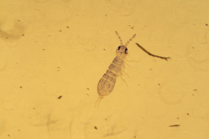 Vertagopus cinereus x50 fond blanc (bois noir - 02.07.22)