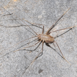 Explor Nature 2022 Valdeblore