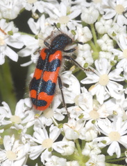 Mercantour 2022 Ph.Geniez 0592 Alpes-Maritimes, Valdeblore, Le Bois Noir, vallon du Lavanchier, 44.0602 7.202 1298 m 2022.07.01 Trichodes alvearius