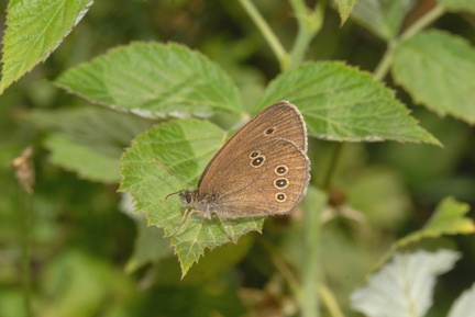 Mercantour 2022 Ph.Geniez 0607 Alpes-Maritimes, Valdeblore, Le Bois Noir, vallon du Lavanchier, 44.0602 7.202 1298 m 2022.07.01 Aphantopus hyperantus