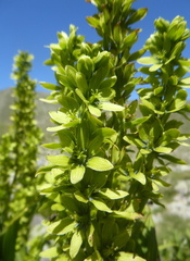 Mercantour 2022 Ph.Geniez 1090 Alpes-Maritimes, Valdeblore, entre le col de Veillos et le lac de Millefonts, 44.1105 7.1931 2275 m 2022.07.02 Veratrum album