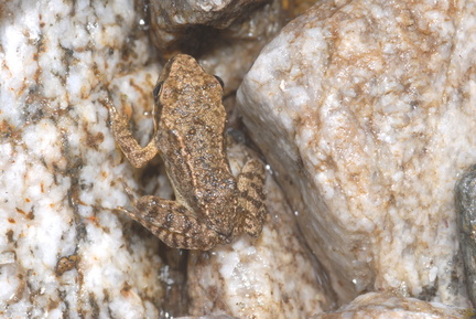 Mercantour 2022 Ph.Geniez 1130 Alpes-Maritimes, Valdeblore, ruisselet  SSE. du lac de Millefonts, 44.112227.19076 2244 m 2022.07.02 Rana temporaria, juv