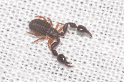 Mercantour 2022 Ph.Geniez 1663 Alpes-Maritimes, Valdeblore, La Bolline, 44.06895 7.16688 998 m 2022.07.02 Pseudoscorpion