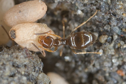 IMG 7247 Plagiolepis pyrenaica RB0005725 DEV