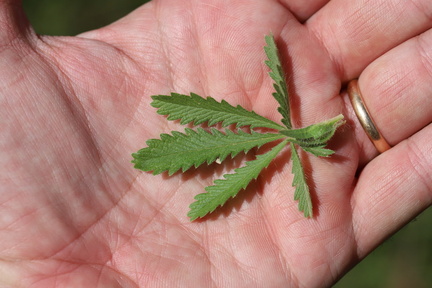 potentilla-recta 54026058583 o