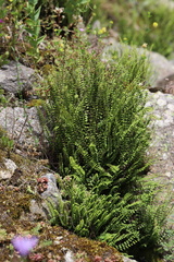 asplenium-trichomanes-subsp-trichomanes 54024940752 o